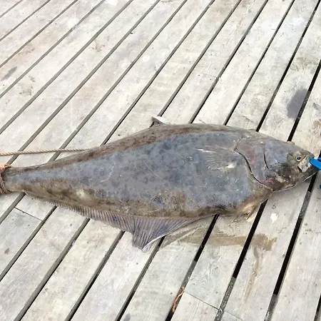 Holiday park Arctic Fishingland