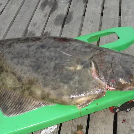 Arctic Fishingland Holiday park *