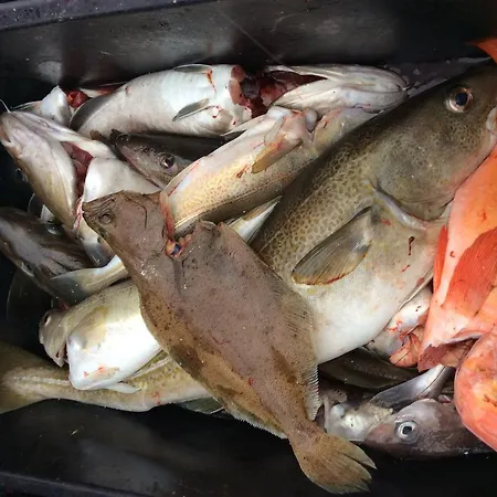 Arctic Fishingland Repvag