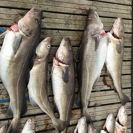 Arctic Fishingland *