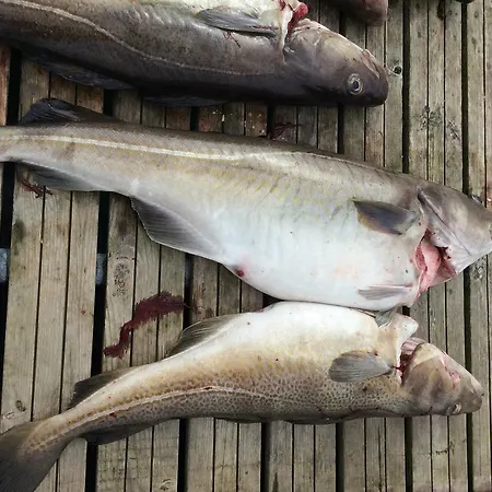 Holiday park Arctic Fishingland Repvag
